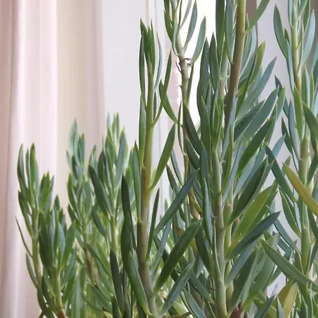 Bed & Breakfast Het Bureau Texel